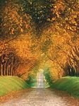 pic for Autumn Road